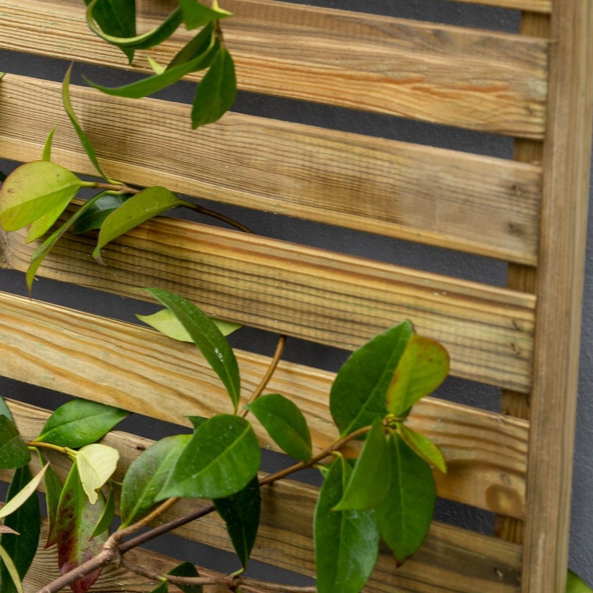 Forest Slatted Trellis 1.8m x 0.6m - Pack of 6