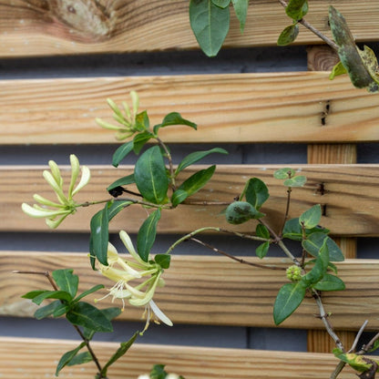 Forest Slatted Trellis 1.8m x 0.9m - Pack of 6
